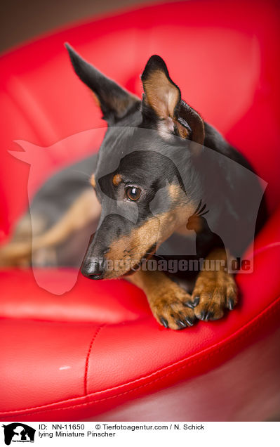 lying Miniature Pinscher / NN-11650