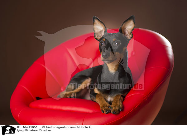 lying Miniature Pinscher / NN-11651