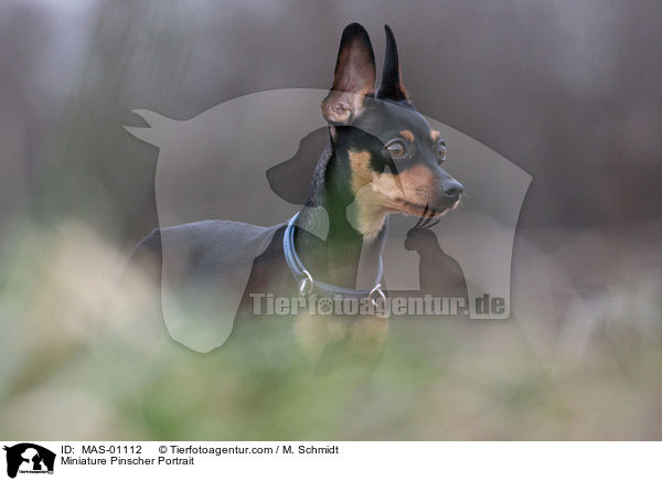 Miniature Pinscher Portrait / MAS-01112