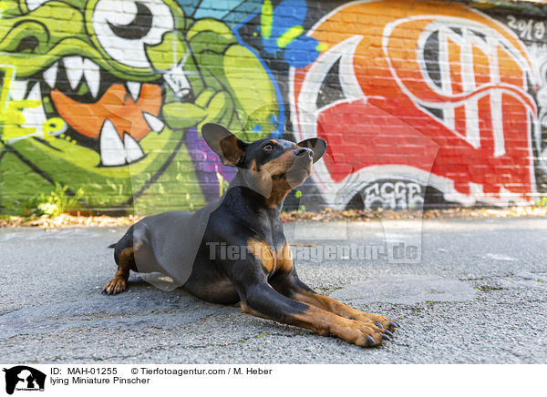lying Miniature Pinscher / MAH-01255