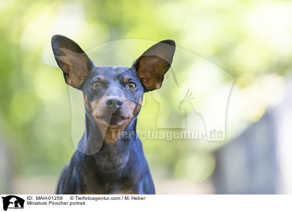 Miniature Pinscher portrait / MAH-01258
