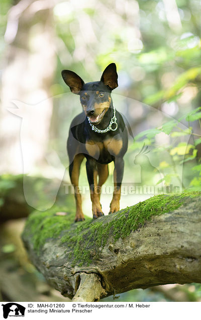 standing Miniature Pinscher / MAH-01260