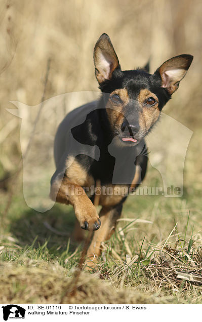walking Miniature Pinscher / SE-01110