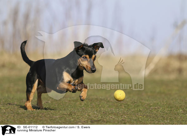running Miniature Pinscher / SE-01112