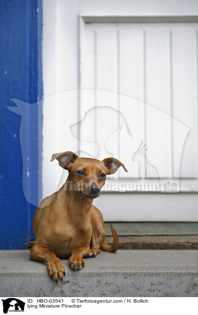 lying Miniature Pinscher / HBO-03541
