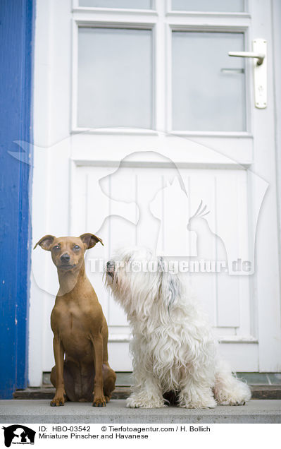 Miniature Pinscher and Havanese / HBO-03542