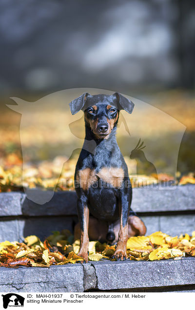 sitting Miniature Pinscher / MAH-01937