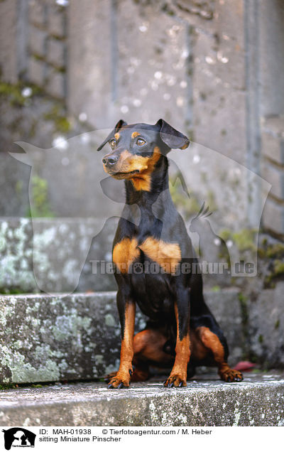 sitting Miniature Pinscher / MAH-01938