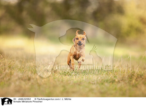 female Miniature Pinscher / JAM-02062