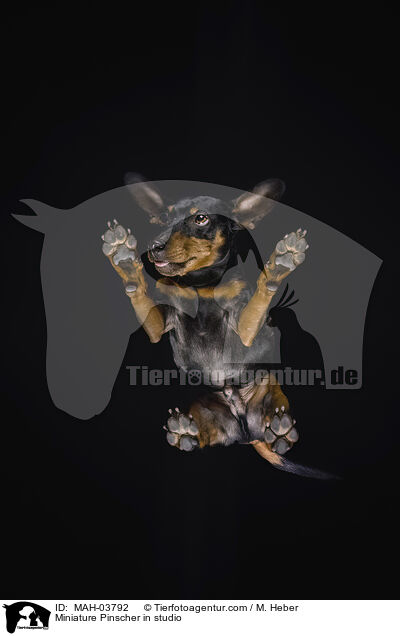 Miniature Pinscher in studio / MAH-03792