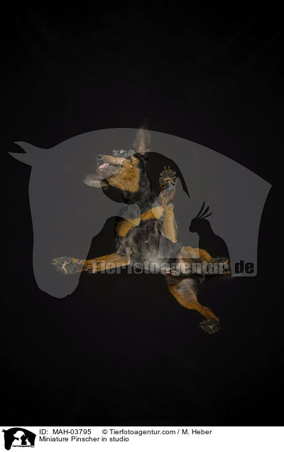Zwergpinscher im Studio / Miniature Pinscher in studio / MAH-03795
