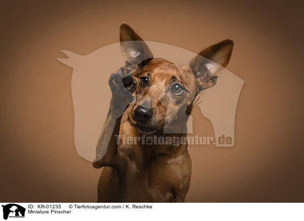 Miniature Pinscher / KR-01235