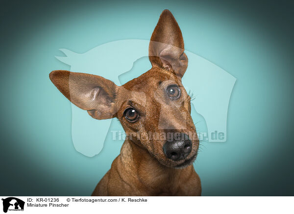 Miniature Pinscher / KR-01236