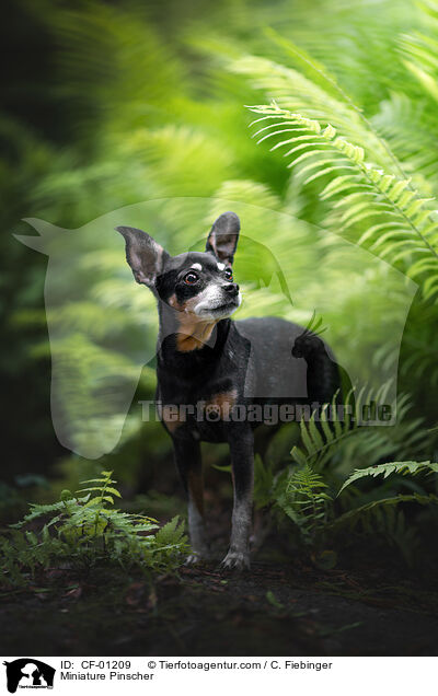 Zwergpinscher / Miniature Pinscher / CF-01209