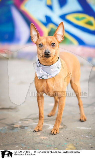 Zwergpinscher / Miniature Pinscher / LM-01493