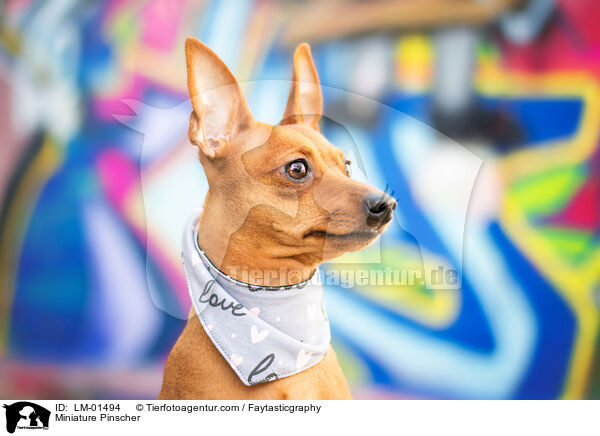 Zwergpinscher / Miniature Pinscher / LM-01494