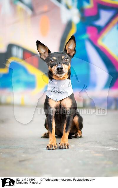 Miniature Pinscher / LM-01497