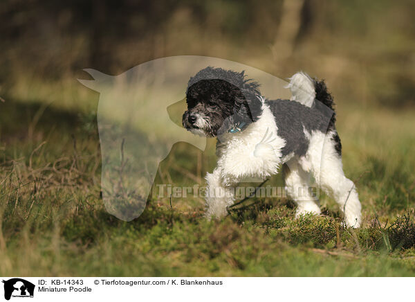 Miniature Poodle / KB-14343