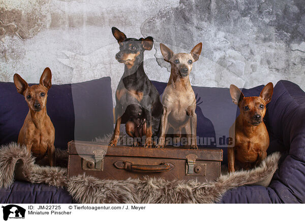 Miniature Pinscher / JM-22725