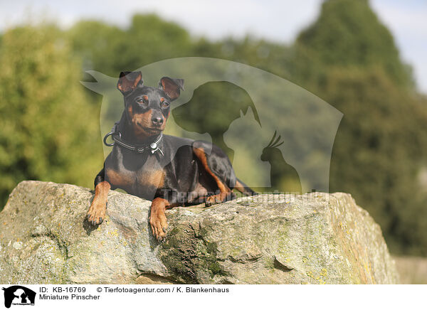 Zwergpinscher / Miniature Pinscher / KB-16769