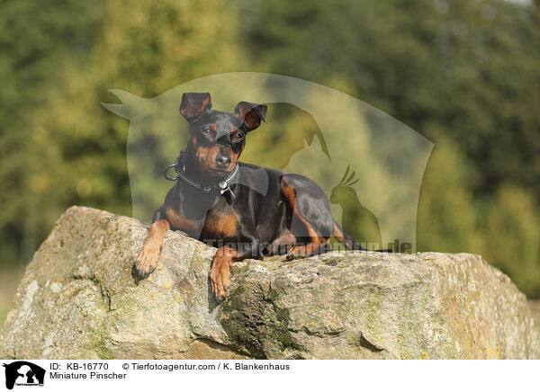 Miniature Pinscher / KB-16770
