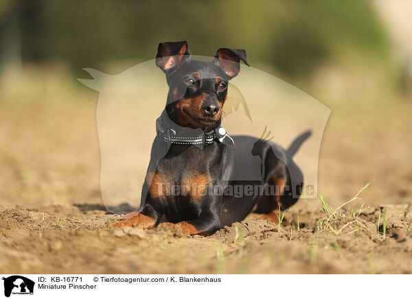 Zwergpinscher / Miniature Pinscher / KB-16771
