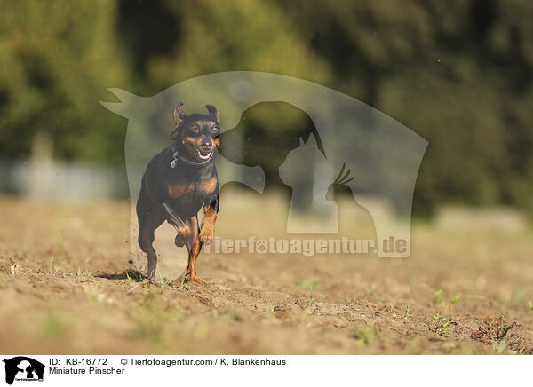 Zwergpinscher / Miniature Pinscher / KB-16772