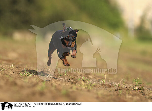 Zwergpinscher / Miniature Pinscher / KB-16773