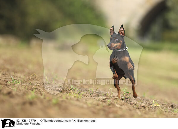Miniature Pinscher / KB-16779
