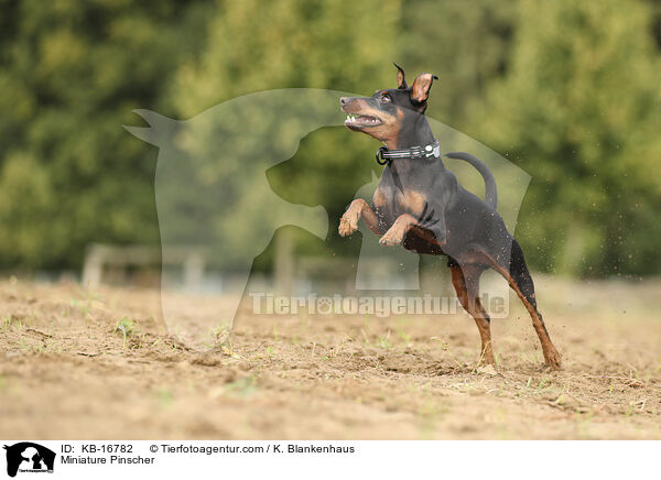 Zwergpinscher / Miniature Pinscher / KB-16782