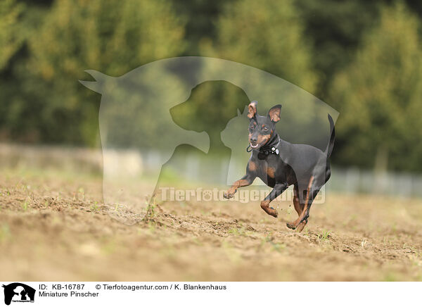 Miniature Pinscher / KB-16787