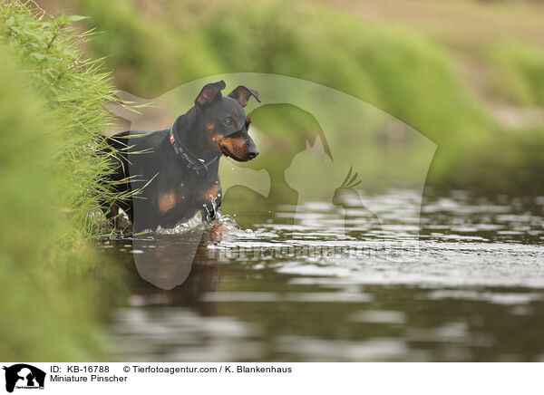 Miniature Pinscher / KB-16788