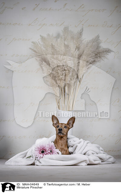 Zwergpinscher / Miniature Pinscher / MAH-04649