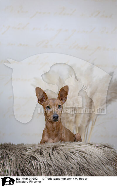 Miniature Pinscher / MAH-04652