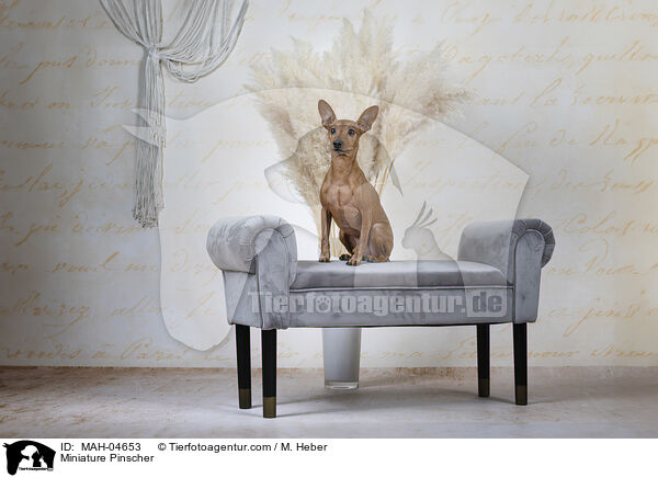 Miniature Pinscher / MAH-04653