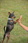 miniature pinscher giving paw