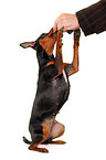 miniature pinscher