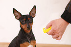 miniature pinscher with clicker