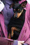 Miniature Pinscher