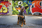 sitting Miniature Pinscher