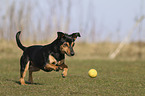 running Miniature Pinscher