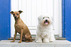 Miniature Pinscher and Havanese
