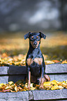 sitting Miniature Pinscher