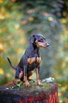 sitting Miniature Pinscher