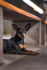 lying miniature pinscher