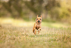 female Miniature Pinscher