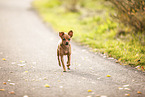 female Miniature Pinscher
