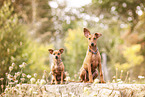 2 dogs