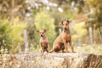 2 dogs