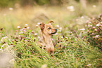 female Miniature Pinscher